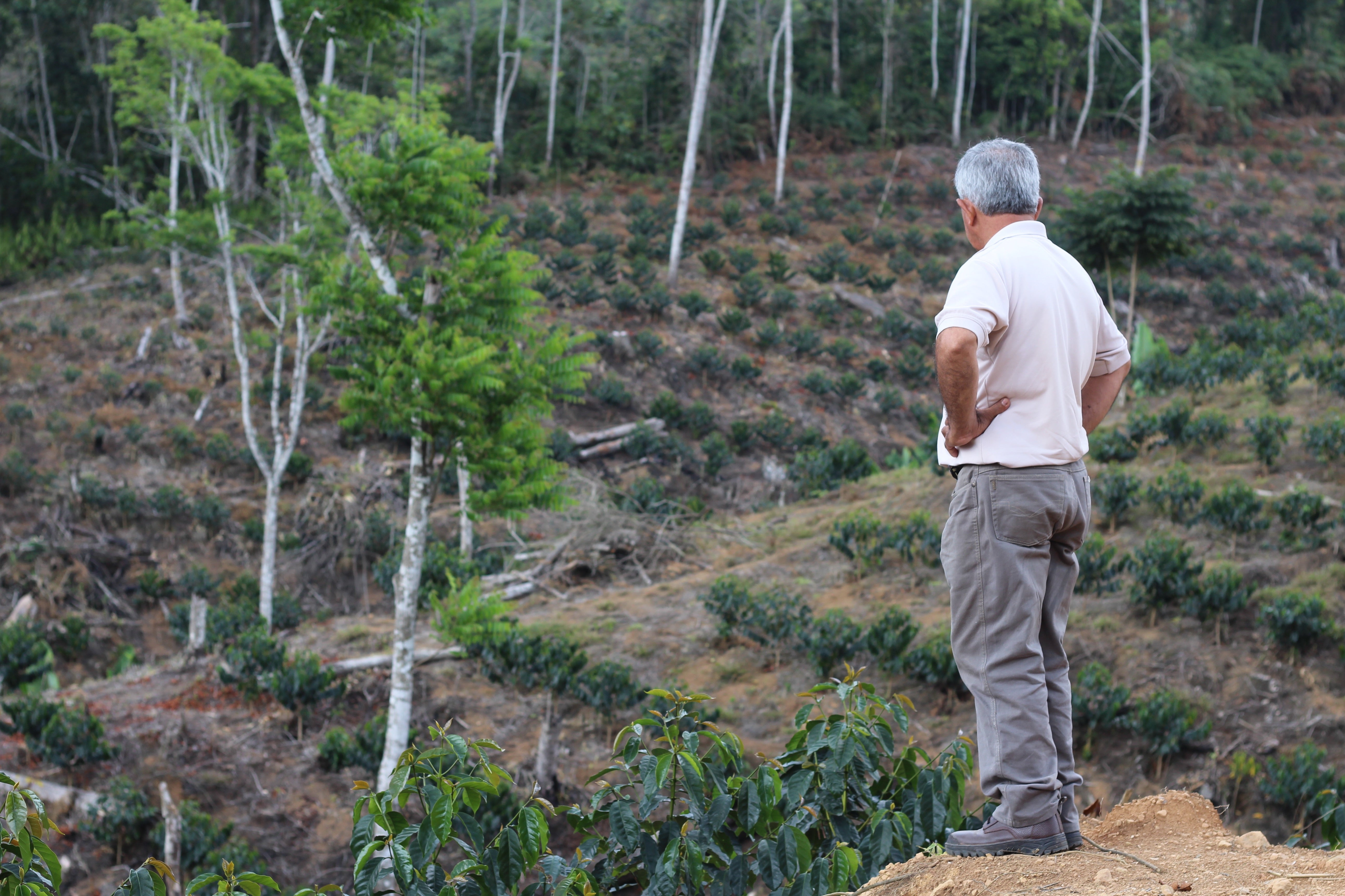 coffee farm